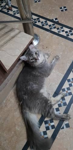 Persian Male for Sale