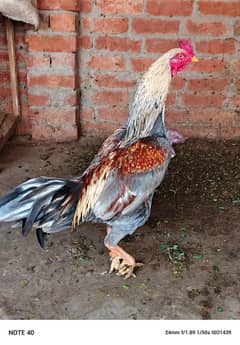 aseel breeder pair