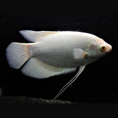 Albino