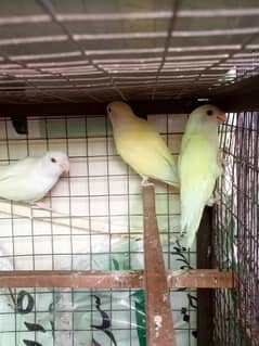LoveBirds