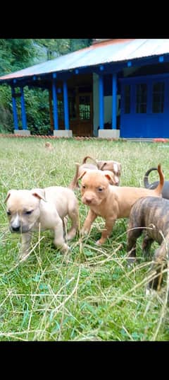 American bully puppies