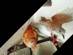 House pet doves pair for sale