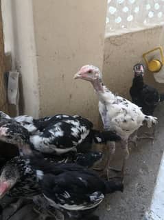 Aseel for sale