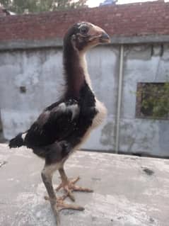 Black white shamu chicks available