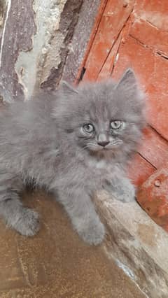 little persion