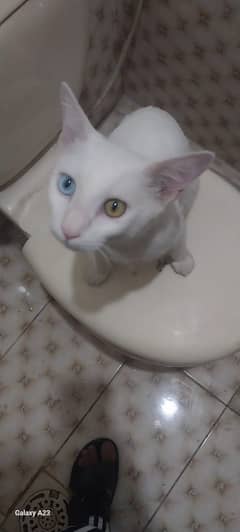 American cat