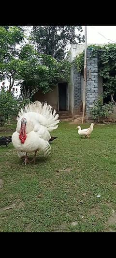 Turkey