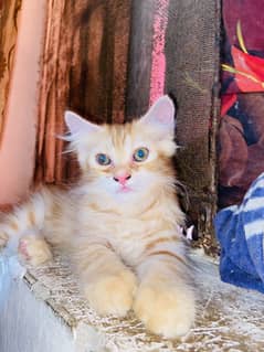 Persian kittens pair