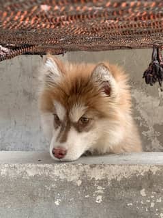 siberian