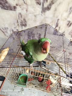 Green parrot jumbo size chick