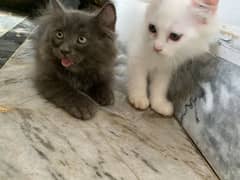 Punch face kitten for sale 3 kitten