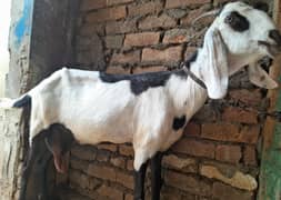nagra Beetal Bakri | Bakri | دیسی بکری | desi Bakri |milke Goat