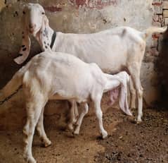 nagra Beetal Bakri | Bakri | دیسی بکری | desi Bakri |milke Goat
