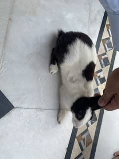 Desi rabbit for sale