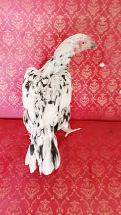 chini queens special breed