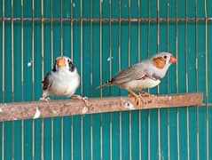 Bengalese Finch & Zebra Finch Pair