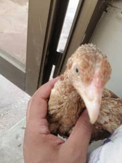 chick's