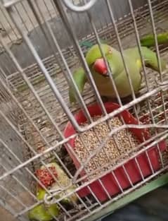 Parrot for sale