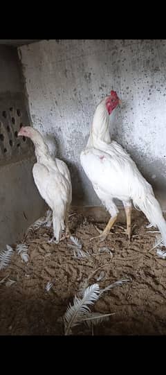 pure heera 100 persnt paper white pair