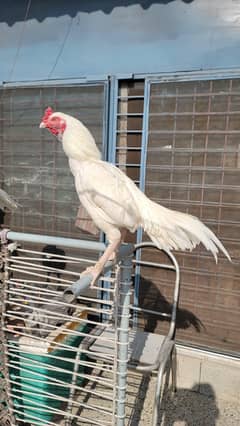 Aseel Chicks for Sale