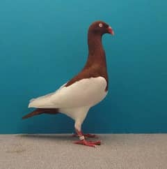 female