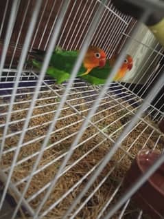 lovebird