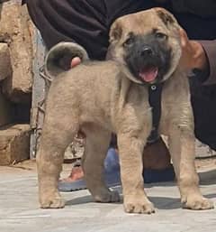 king Turkish kangal male dabal hadi security gad dogs for sale