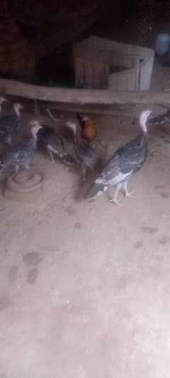 Turky