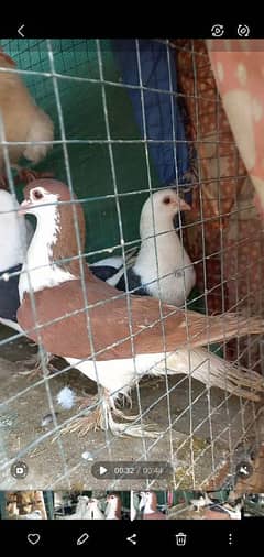 Pigeons Setup for sale (1250 each) or exchange with raw breeder pair