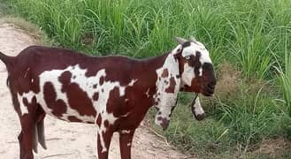 nagra Beetal Bakri | Bakri | دیسی بکری | desi Bakri |milke Goat
