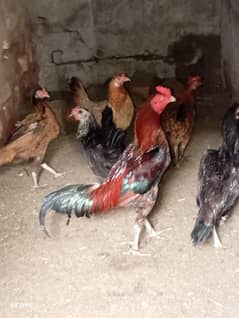 aseel & golden misri