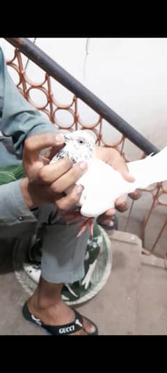 asmani bohot achi cheez he for sale urgent