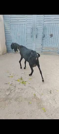 Goats for sale