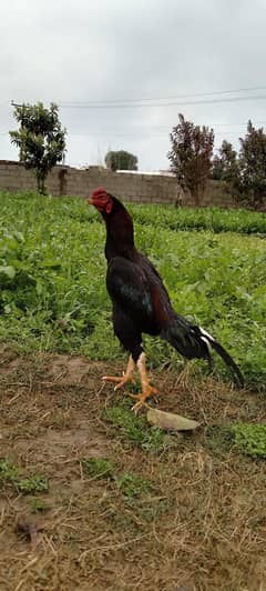 aseel murgy