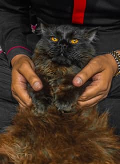 triple coated persian  male cat