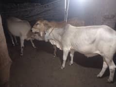 bull for sale at per kg