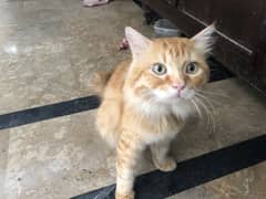 cute healthy persian ginger colour male cat for sale