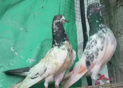 سیالکوٹی چھت والا اور بٹیرا جوڑا
