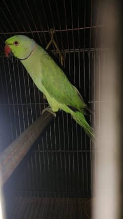 talk parrots and 2 male parrot