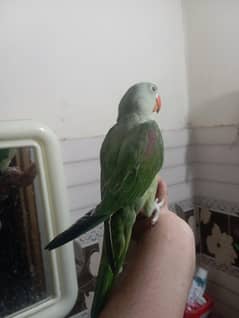 Beautiful Green Bird Hand Tame For Sale Age 4 Months