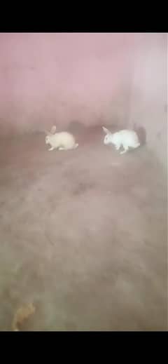 white rabbits male and female