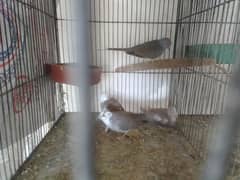 pied dove and red dove with chick