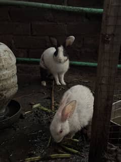 Red Eyes Rabbits