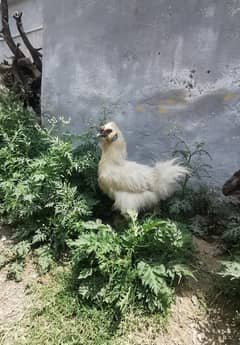Silkies