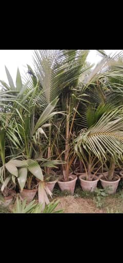 coconut tree for sale