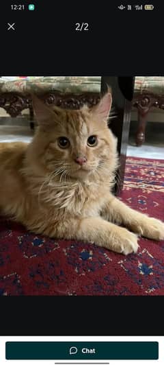Female cat for sale very big cat so cute sara Saman sath mila ga