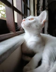 cat for sale