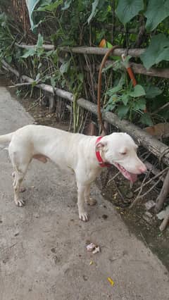 KOHATI Gultair pink Nose 1.5 year old guard dog