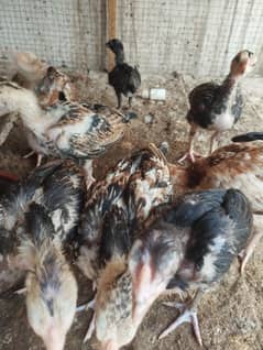 amroha chicks