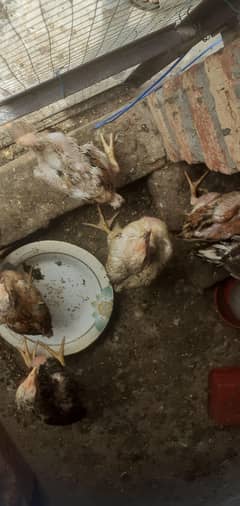 for sale lakha cheena shamoo chick